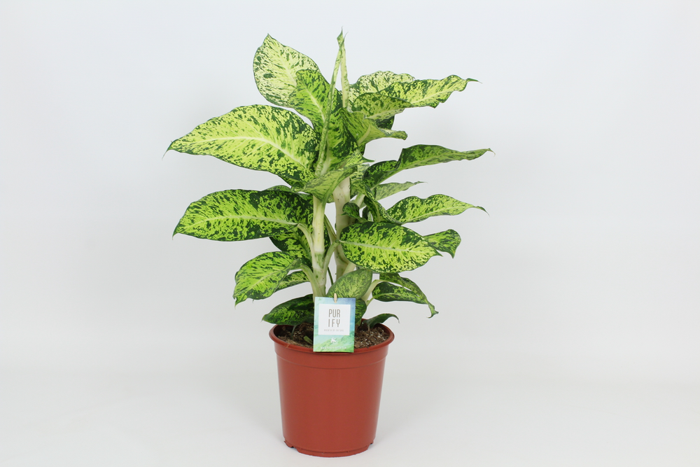Purify Dieffenbachia Cool Tigres 24 cm.