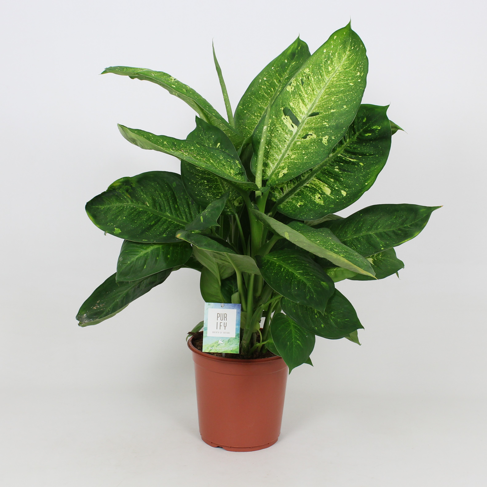 Purify Dieffenbachia Living Fantasy 24 cm.