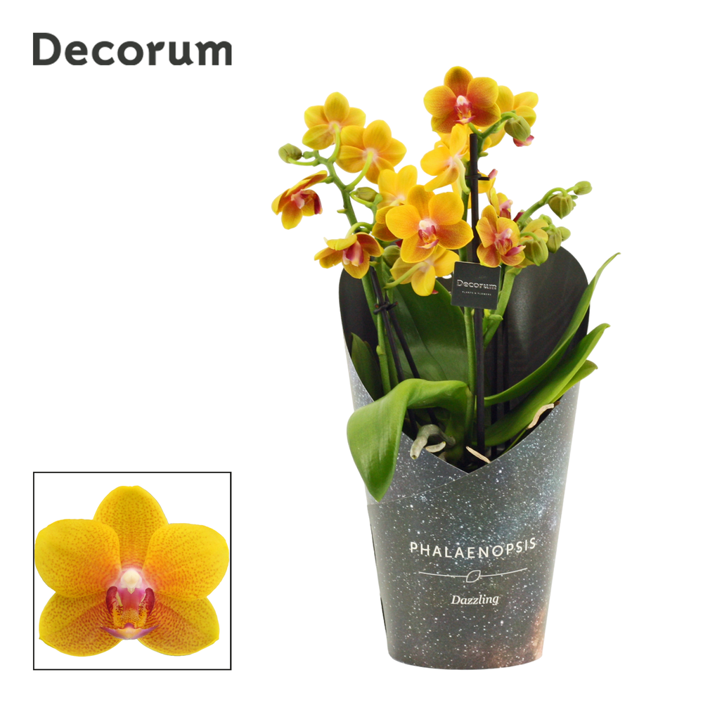 Phalaenopsis dazzling Drops of the sun 3-4 tak (De.