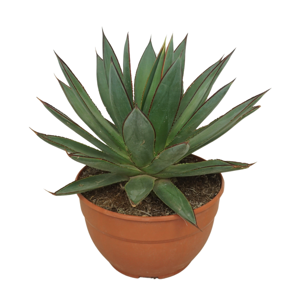 Agave 'Red edge' 20 cm.