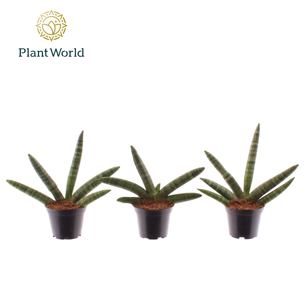 Sansevieria Skyline 7 cm (Decorum).