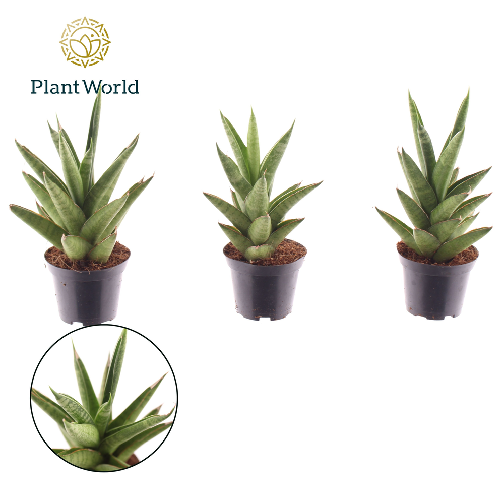 Sansevieria Starshooter 7 cm (Decorum).