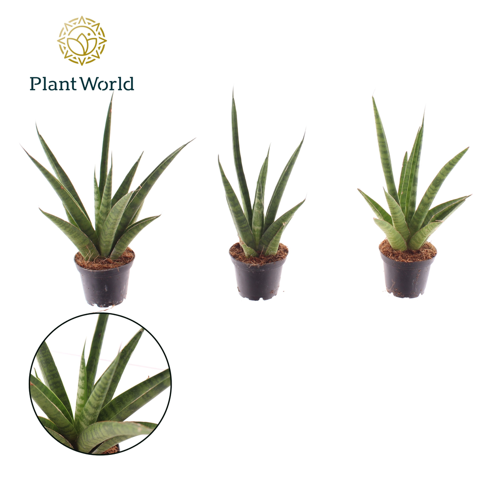 Sansevieria Pineapple 7 cm (Decorum).