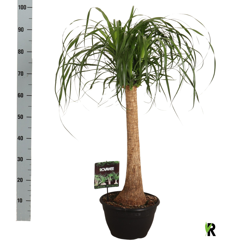 Beaucarnea rec. rechte stam.