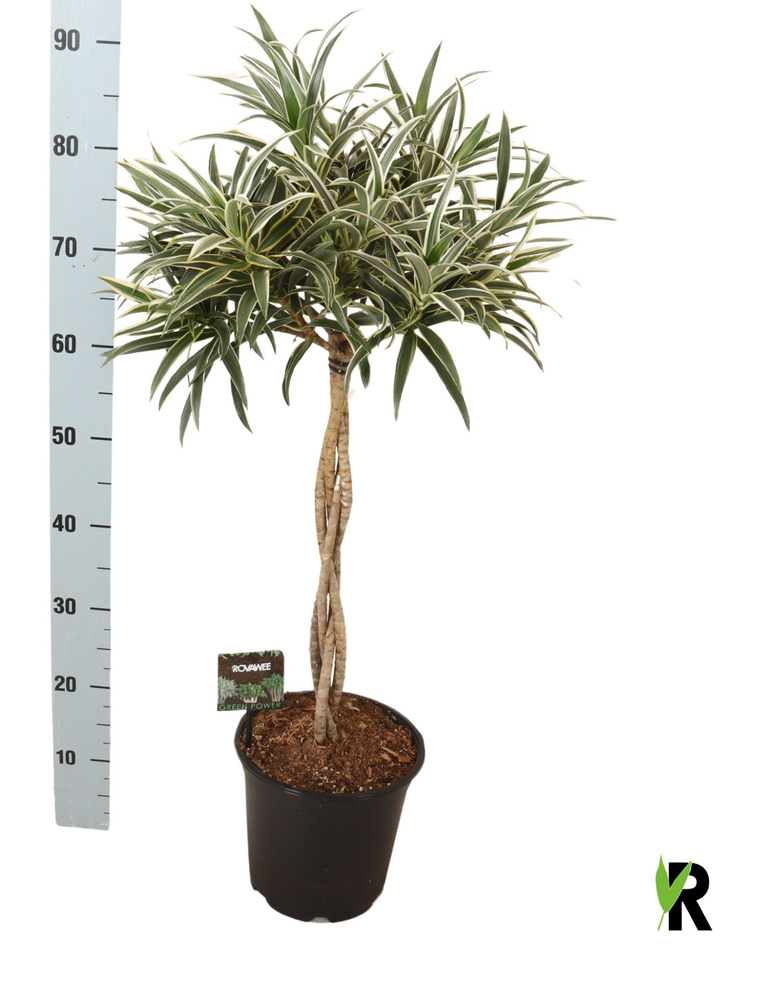 Dracaena reflexa Valentina gevlochten stam.