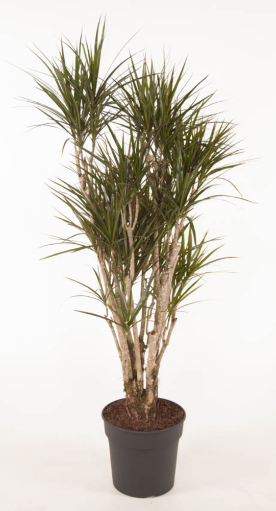 Dracaena Marginata vertakt P31 - 160.