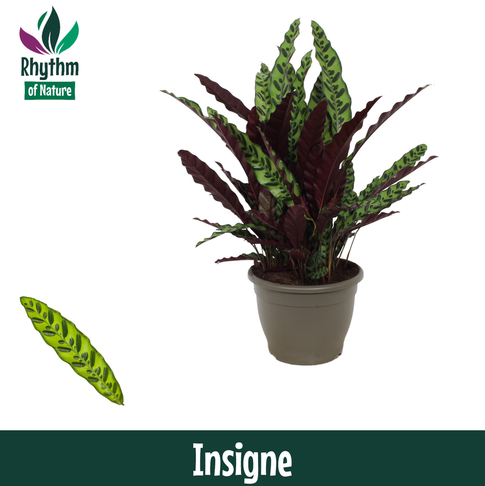 Calathea 32cm Insigne Rhythm of Nature.