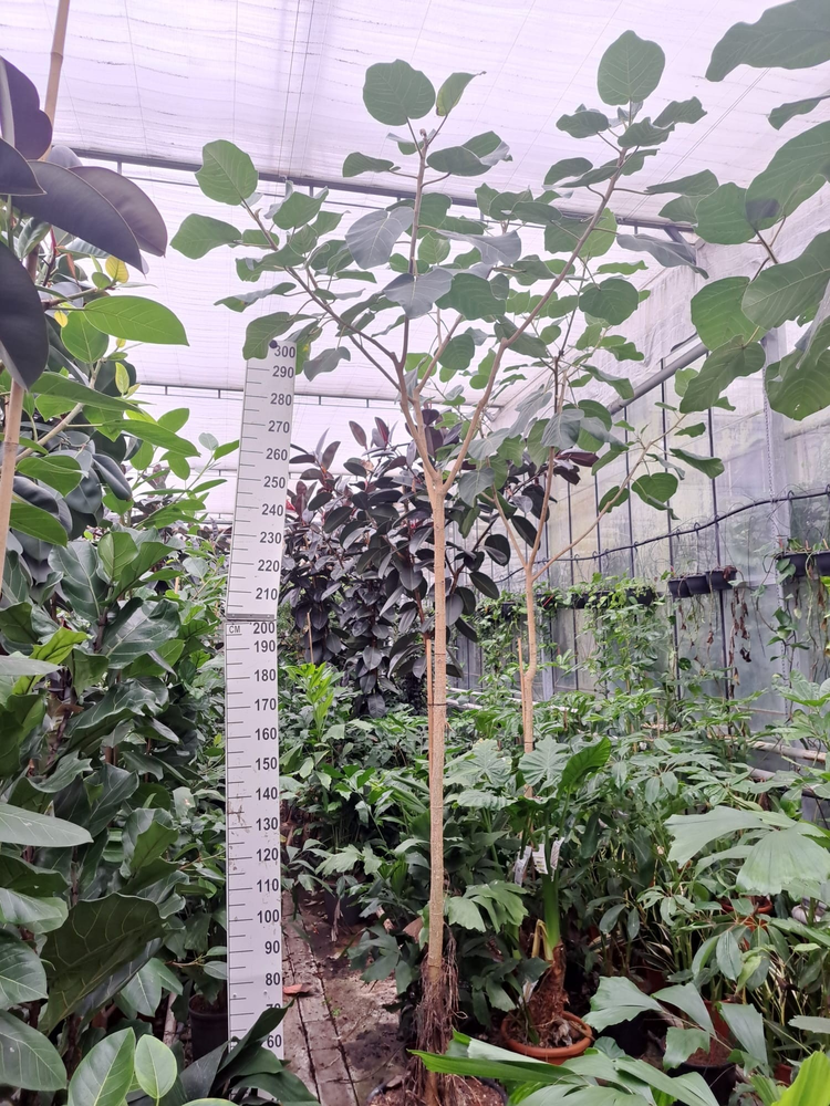Ficus auriculata Everest stam 370.