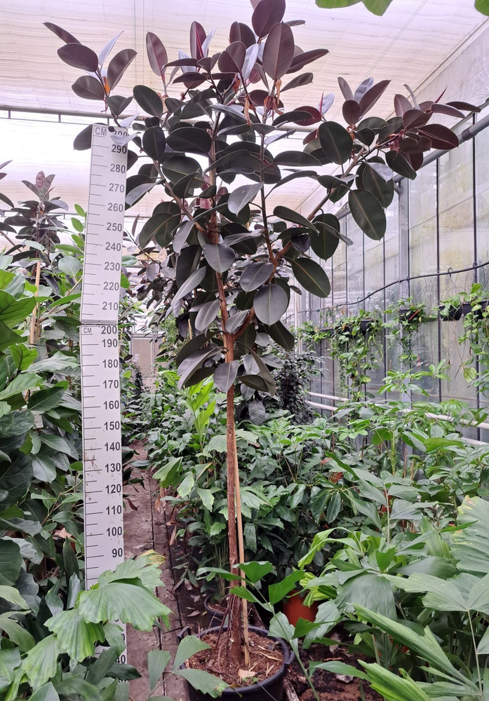 Ficus Elastica Abidjan stam 330.