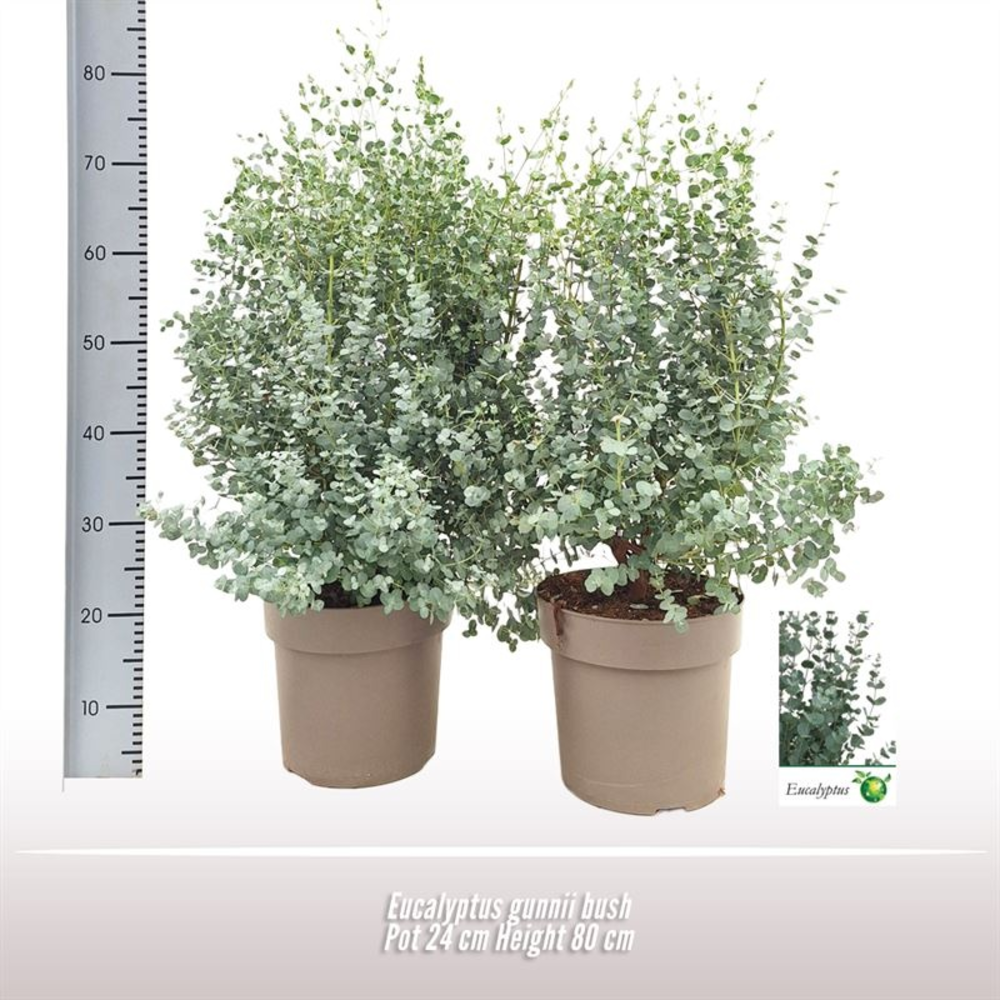 Eucalyptus gunnii struik.
