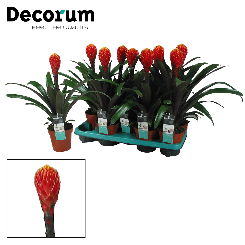 Guzmania Tala (Decorum).
