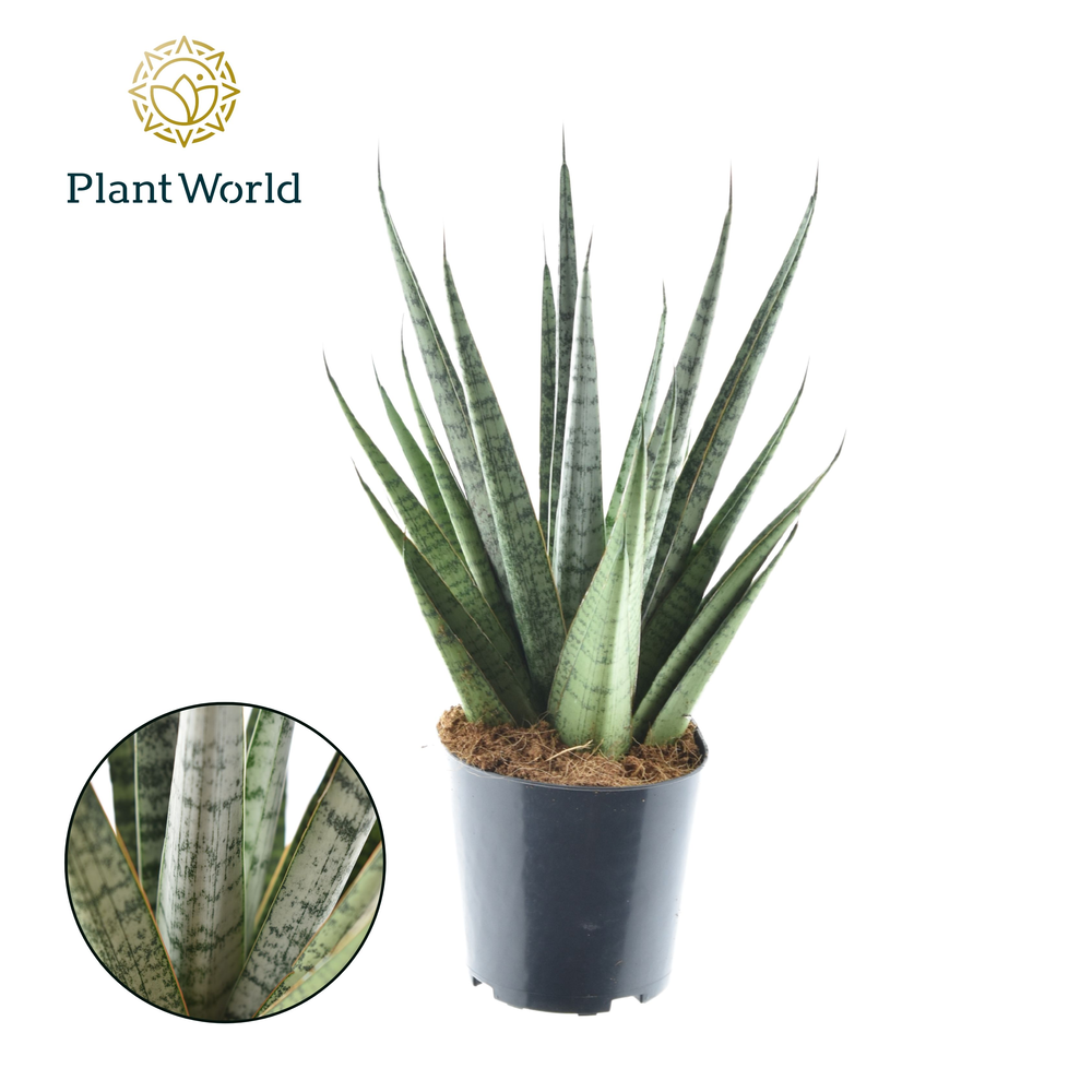 Sansevieria Sem P12.