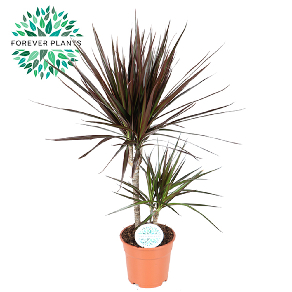 Dracaena Magenta p17 30+10.