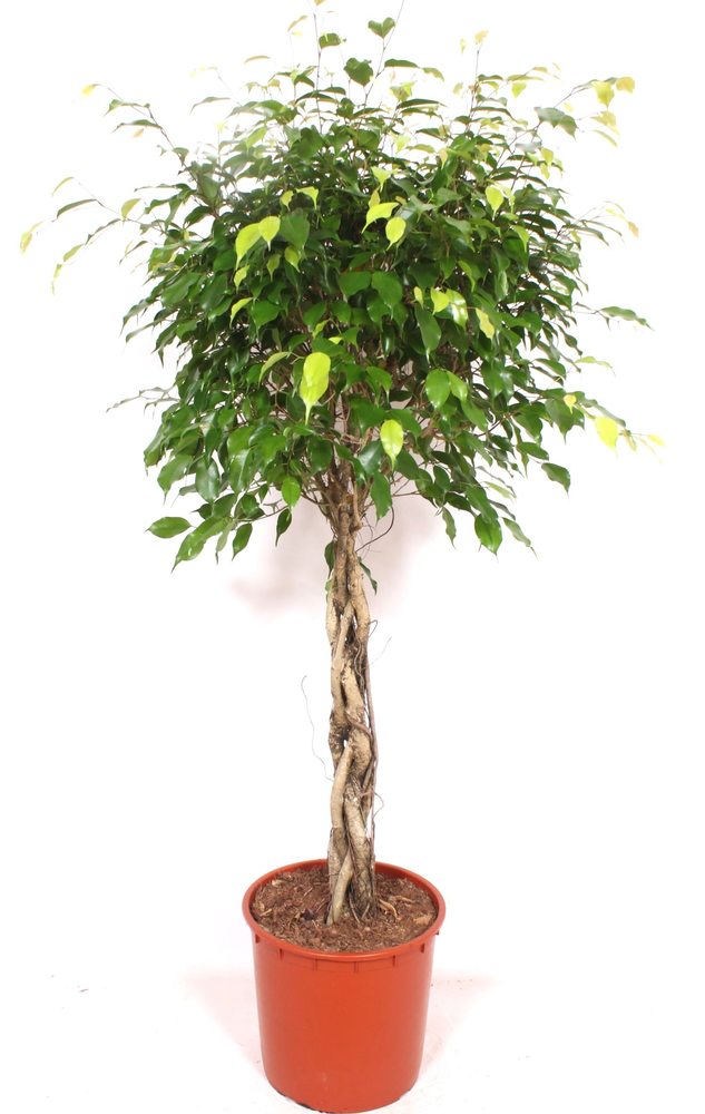 Ficus Exotica.