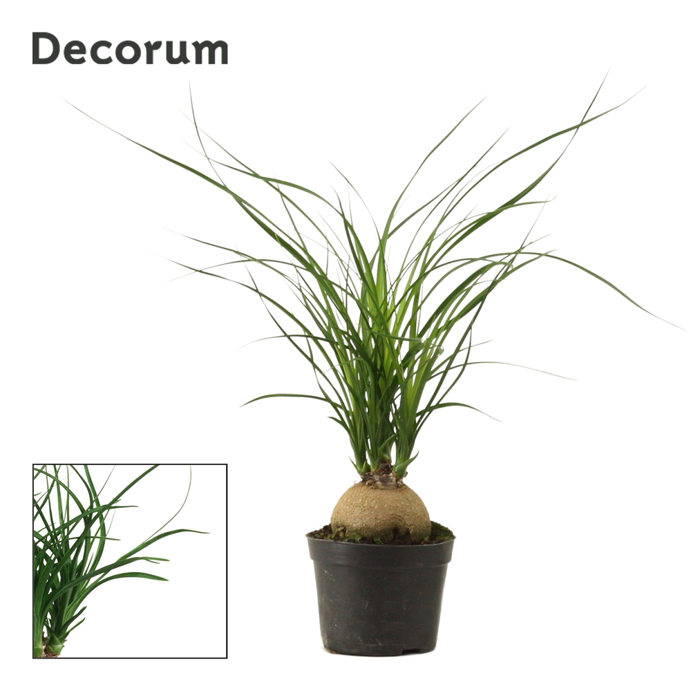 Beaucarnea bol 9 cm (Decorum).