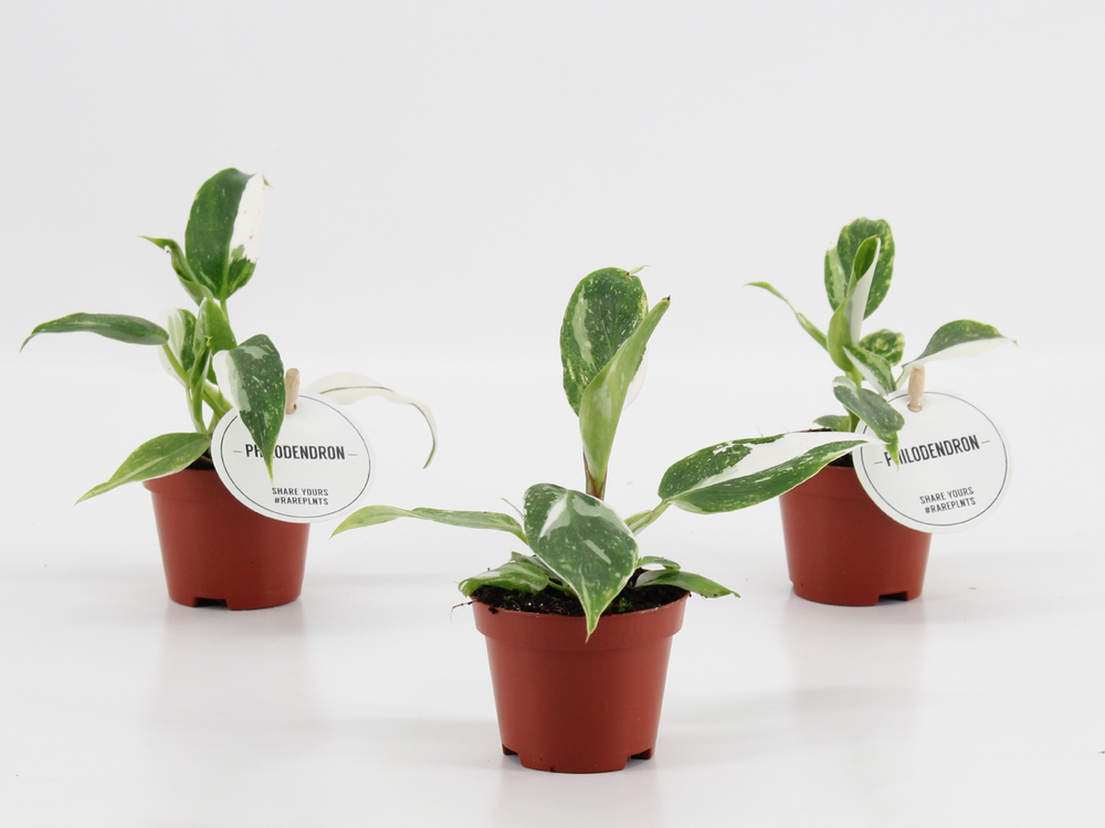 Philodendron White Princess.