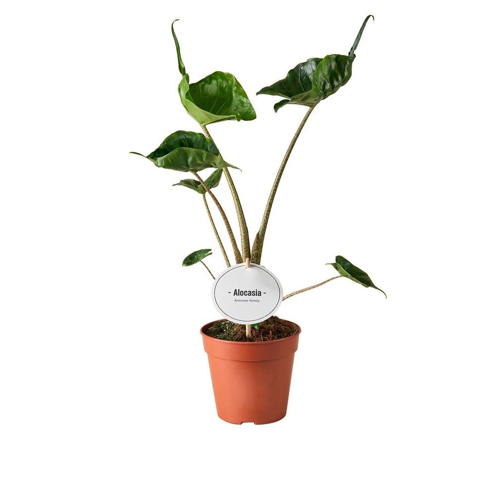 Alocasia Stingray.