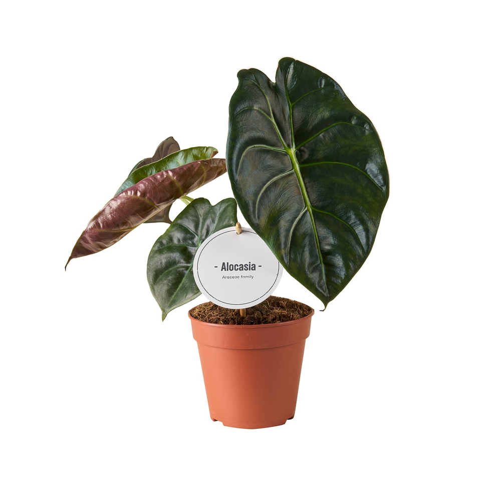 Alocasia Golden Bone.