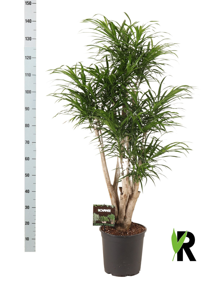 Dracaena refl. Anita vertakt.