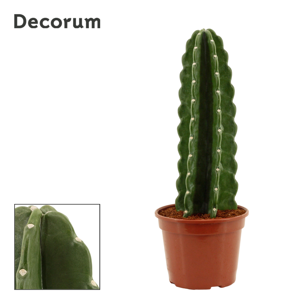 Cuddly Cactus 20 cm (Cereus Jamacaru) (Decorum).