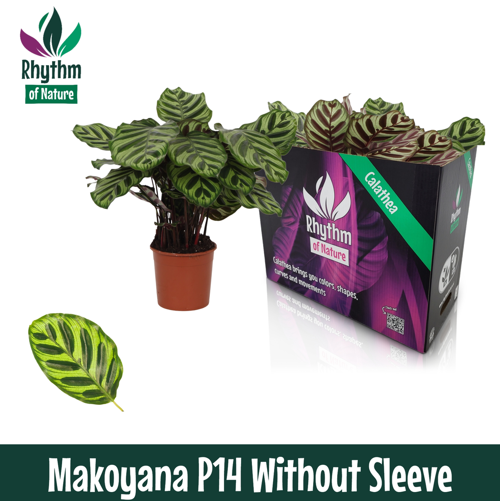 Calathea 14cm Makoyana Rhythm of Nature zonder hoe.