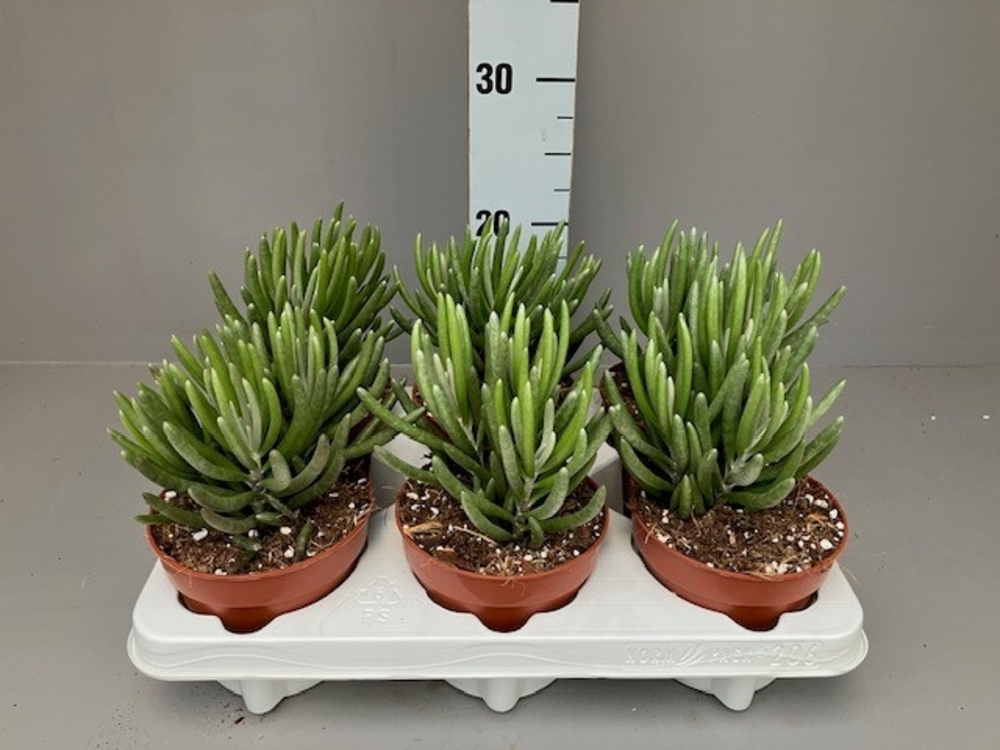 Senecio pyramidatus.