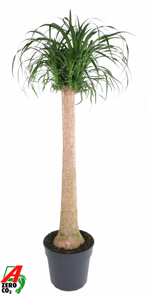 Beaucarnea stam P34 - 4ft.