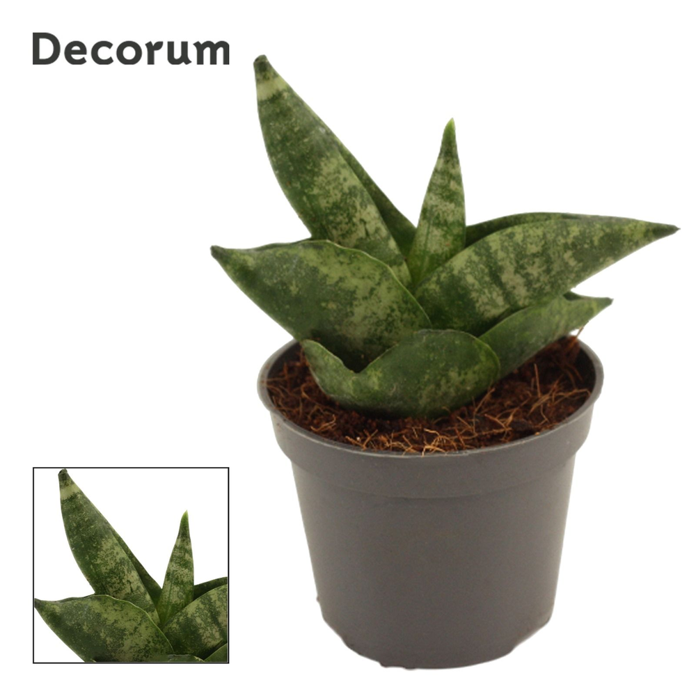 Sansevieria Boncellensis 6 cm (Decorum).