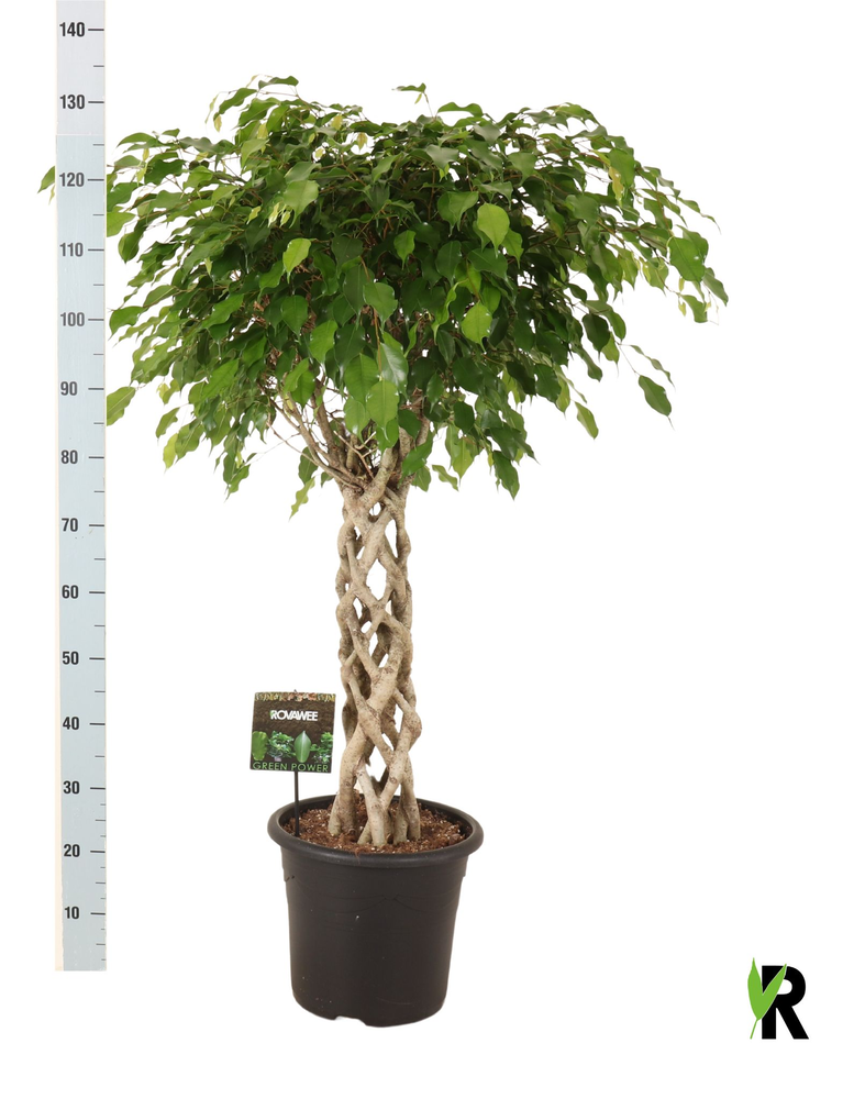 Ficus benj. Exotica gevlochten cilinder.