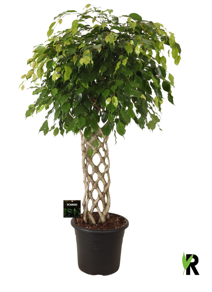 Ficus benj. Exotica gevlochten mat.