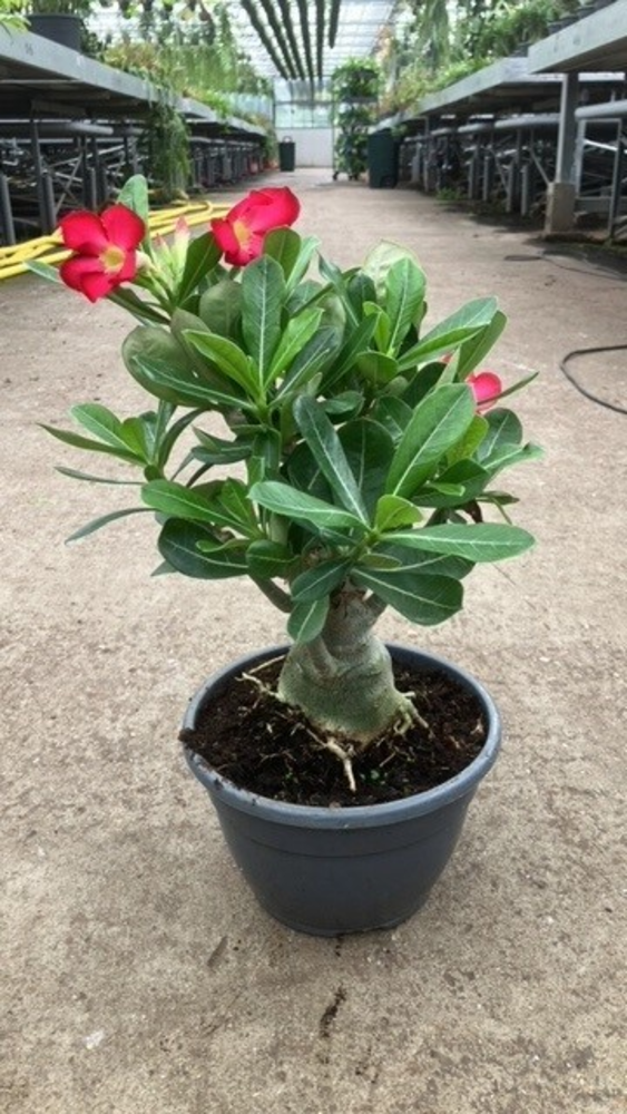Adenium obesum.