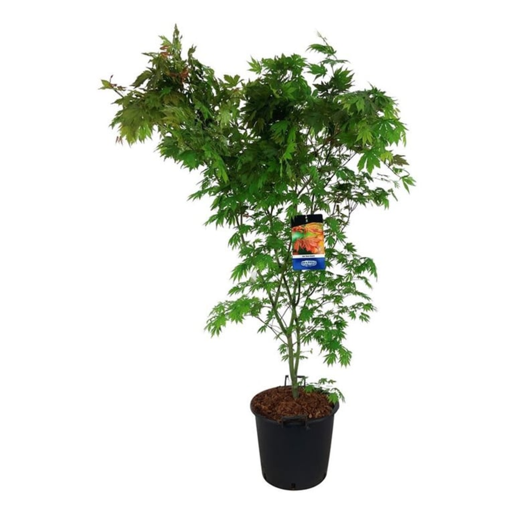 Acer North Wind ®.