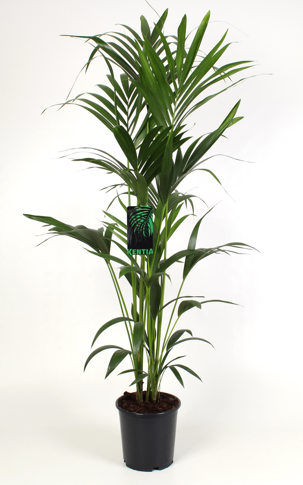 Kentia-Howea Forsteriana 24 cm 160 cm hoog (kopie).