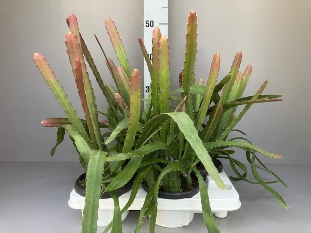 Epiphyllum Red tip.