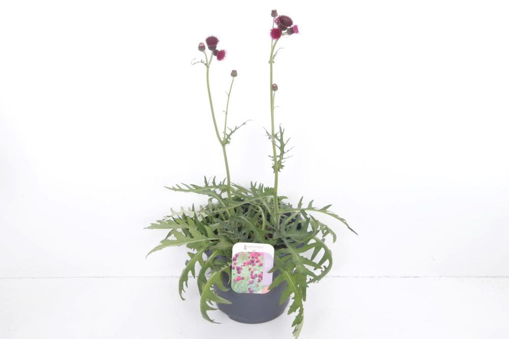 Cirsium riv. Trevors Blue Wonder.