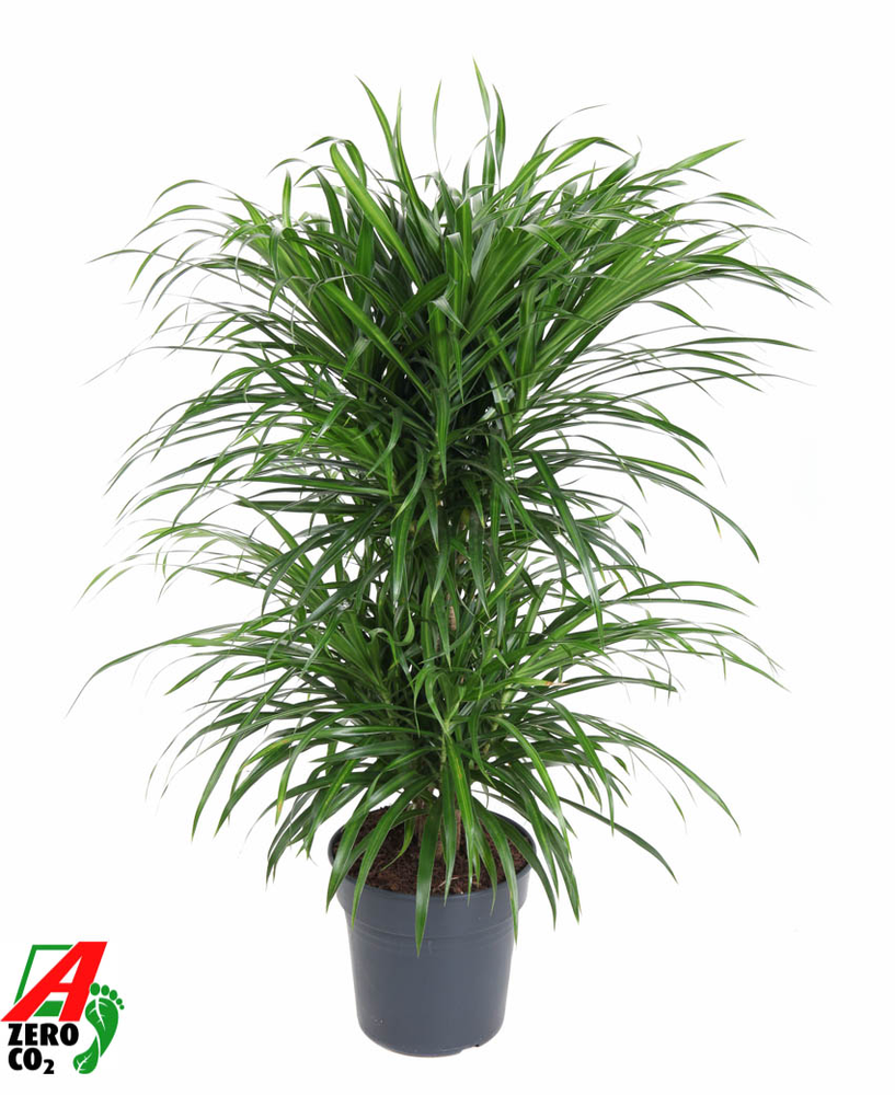 Dracaena Anita Varriegata Carrousel.
