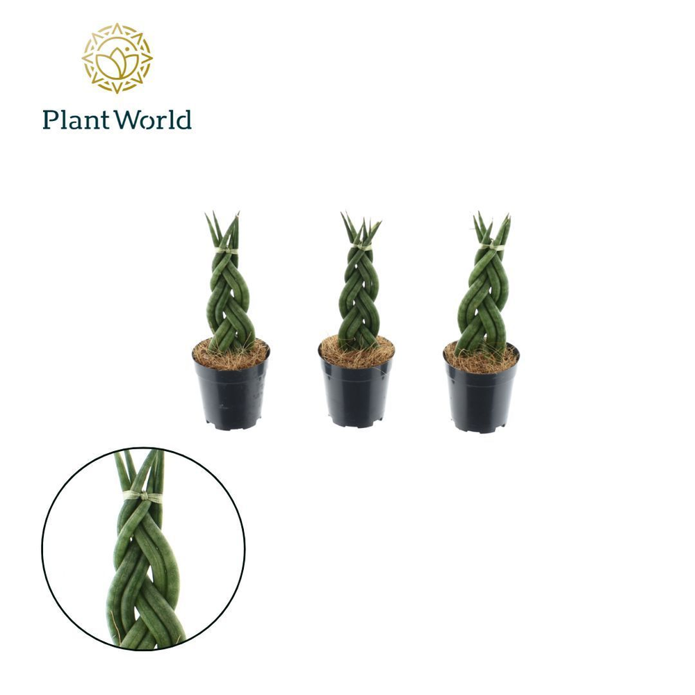 Sansevieria cylindrica 'Twist' P6.