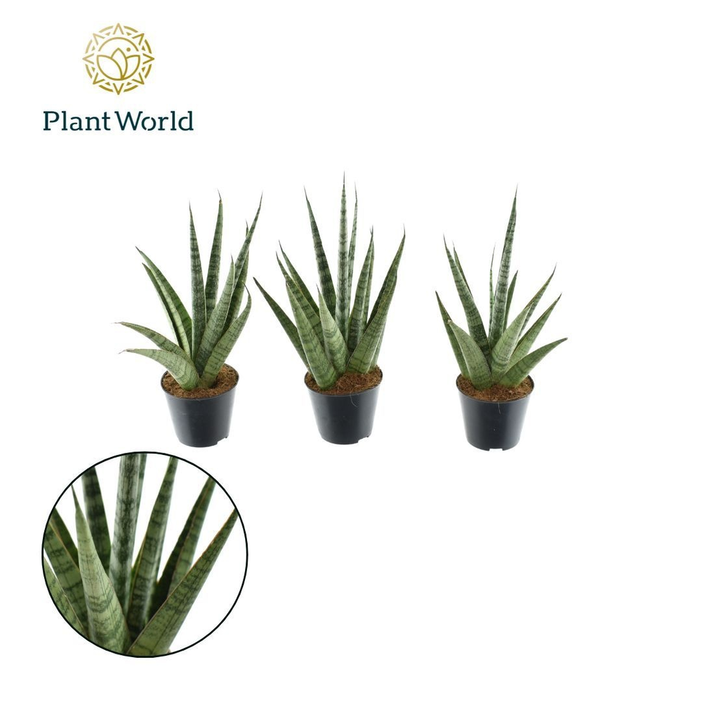 Sansevieria Sem P8,5.