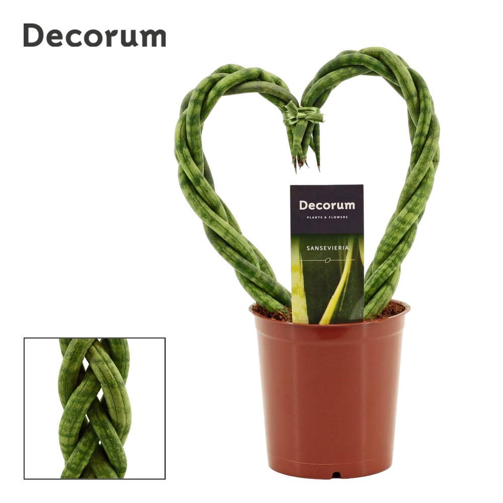 Sansevieria cylindrica 12 cm Heart (Decorum).