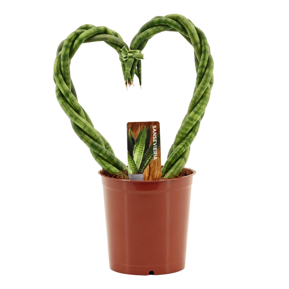 Sansevieria cylindrica 12 cm Heart.