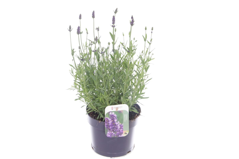 Lavandula ang. Essence Purple.