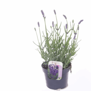 Lavandula ang. Essence Purple