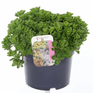 Sedum spurium Coccineum