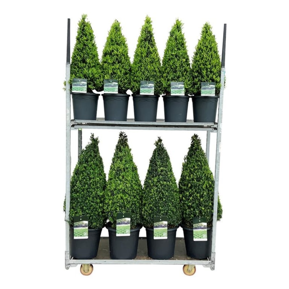 Buxus sempervirens.