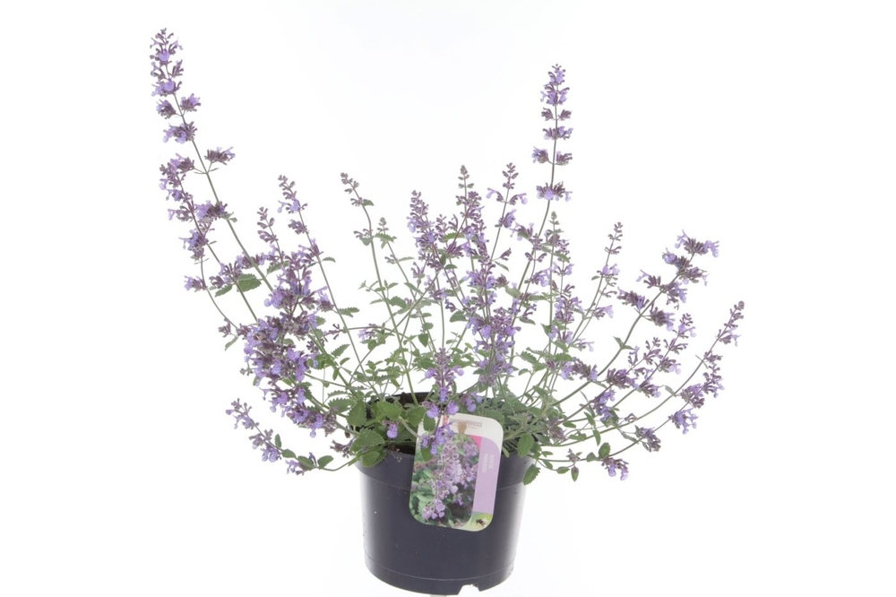 Nepeta faassenii Walkers Low.