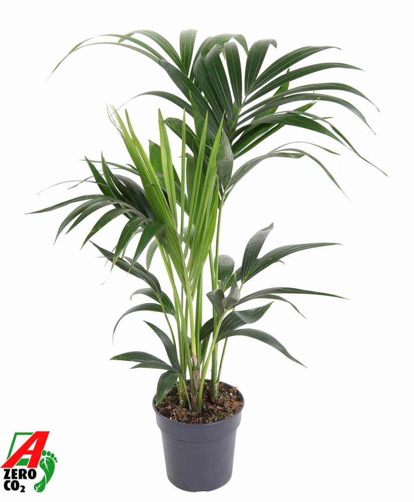 Howea Forsteriana(kentia) P17-80.
