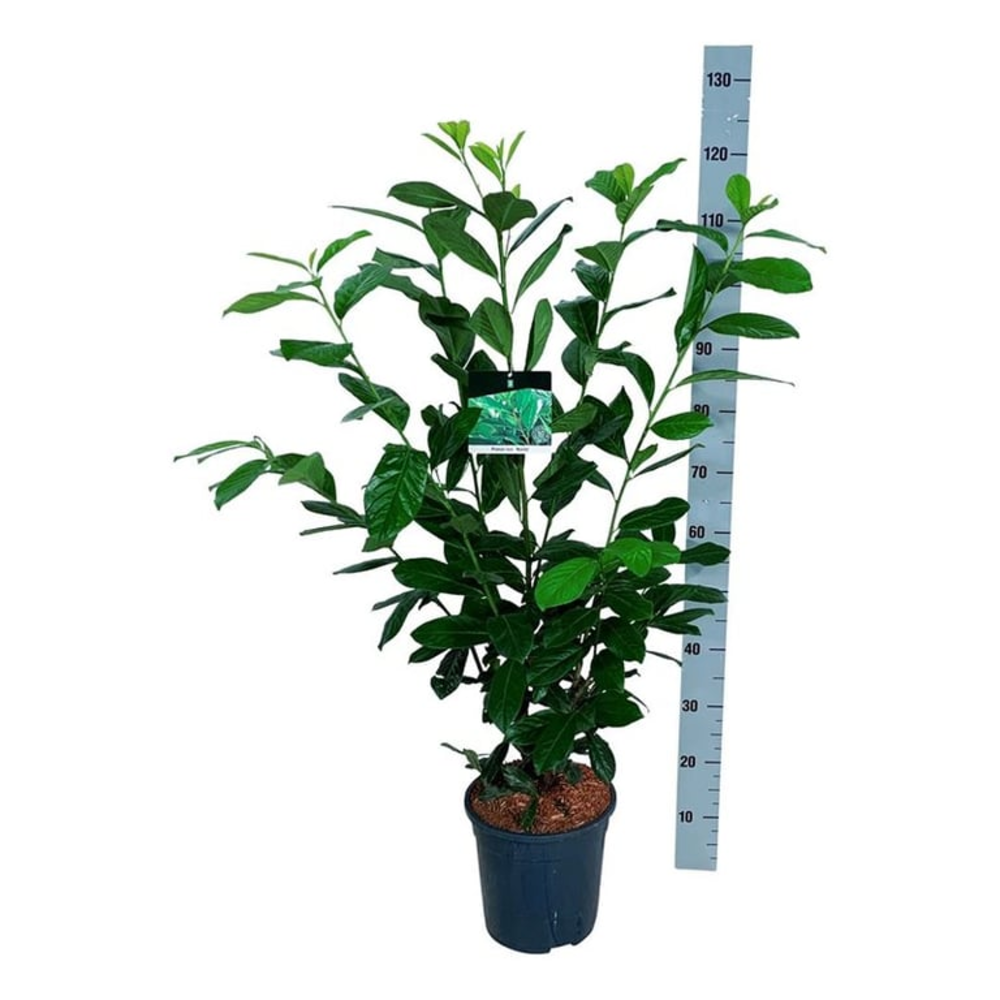 Prunus laur. 'Novita'.