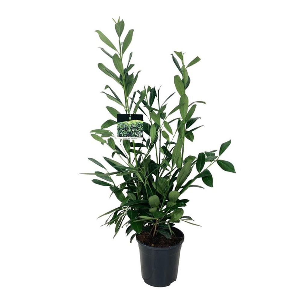 Prunus laur. 'Caucasica'.