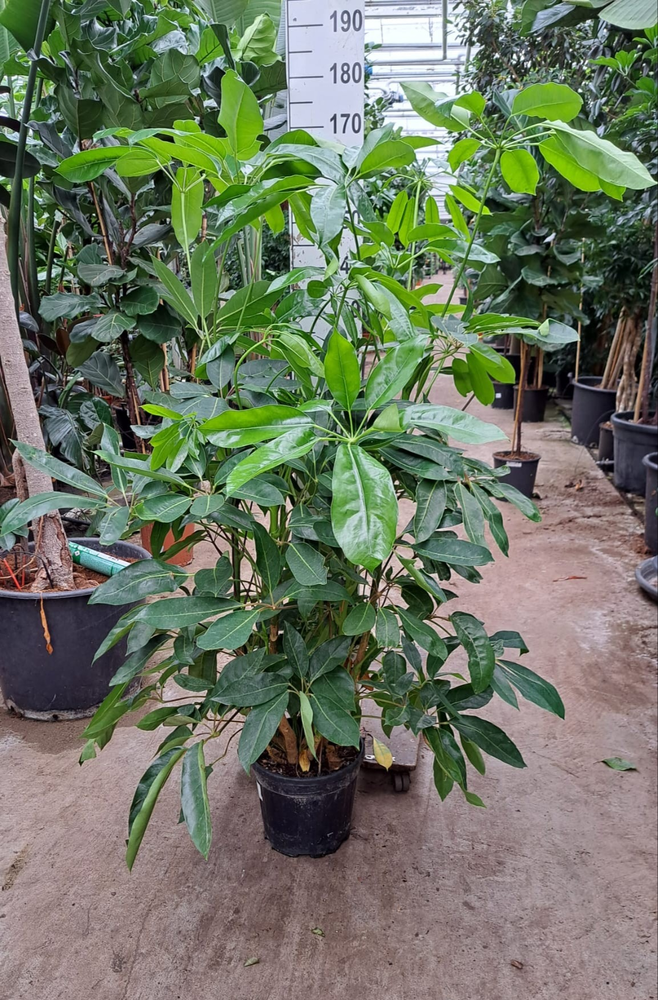Schefflera Amate toef 170.