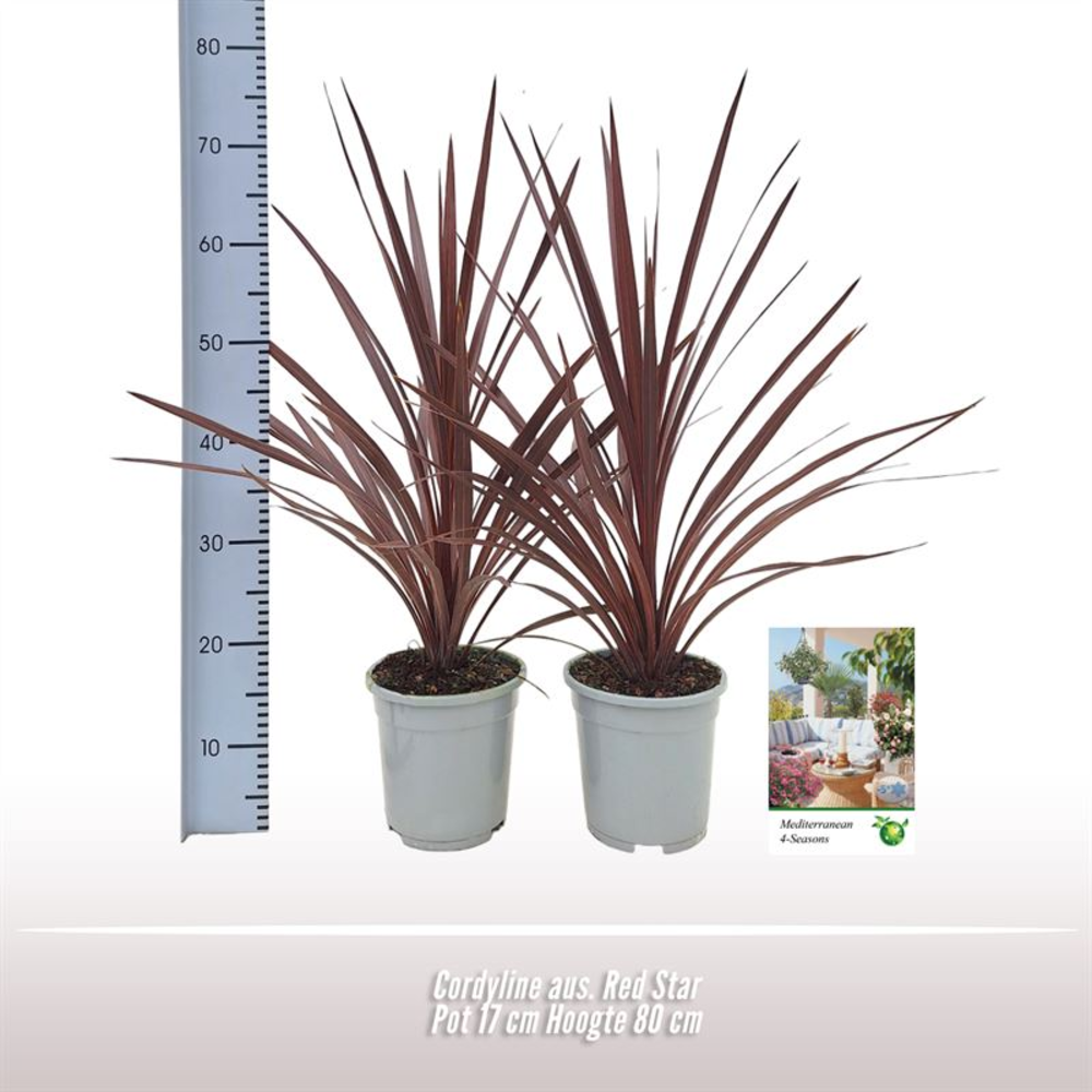 Cordyline aus. Red Star.